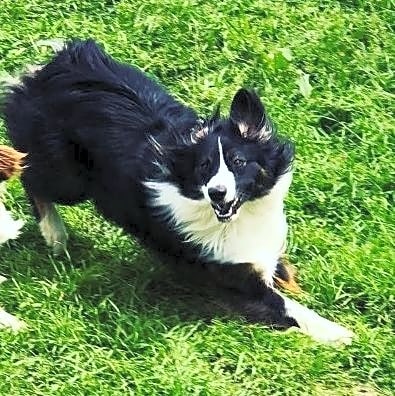 Photo of Roxy