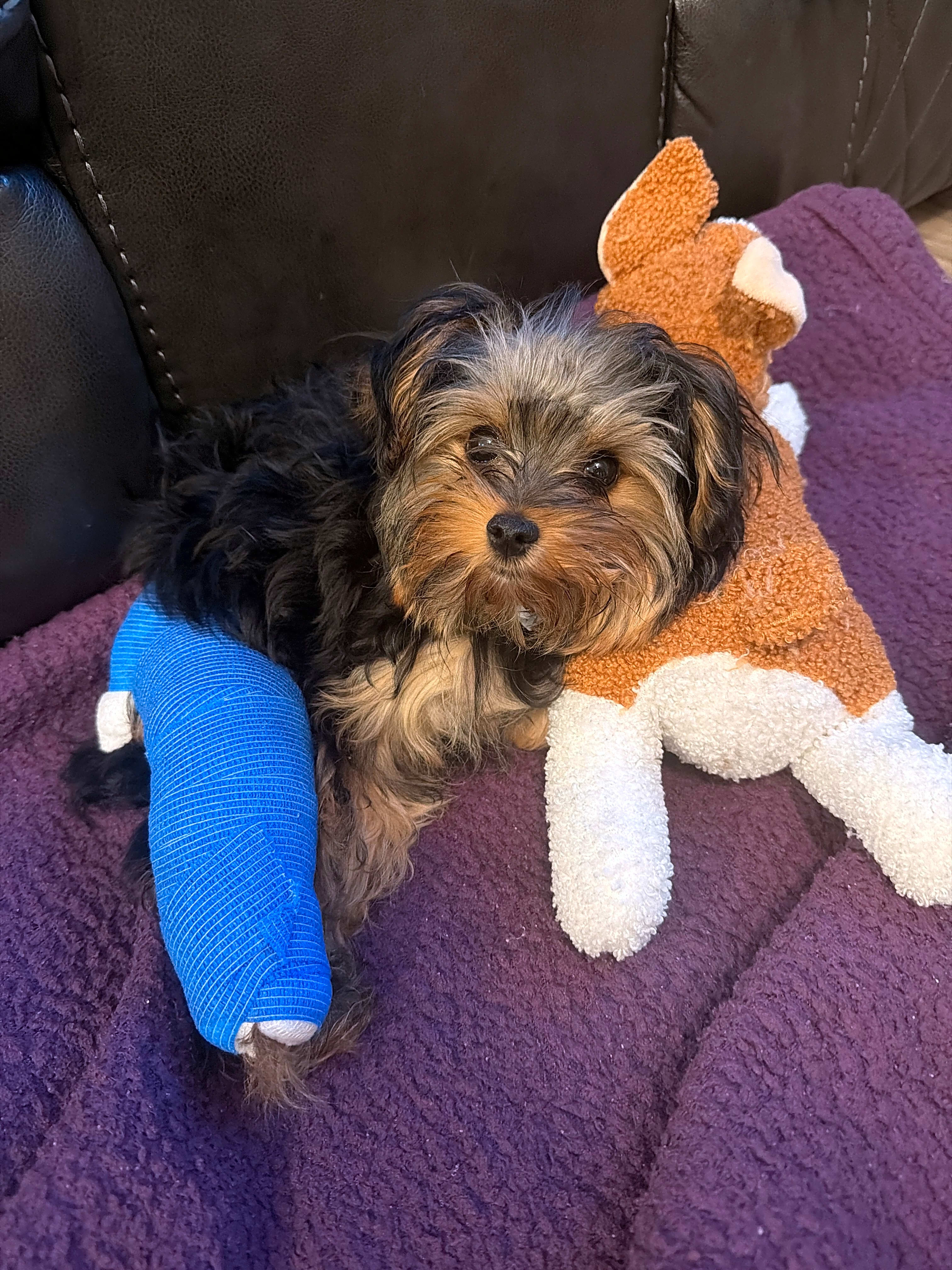 Photo of Honey