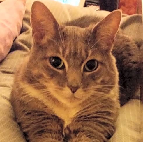 Photo of Piper