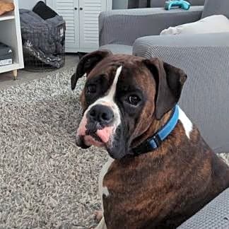 Photo of Chopper