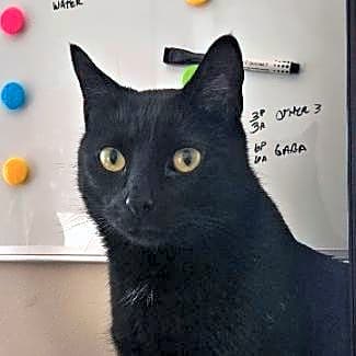 Photo of Binx