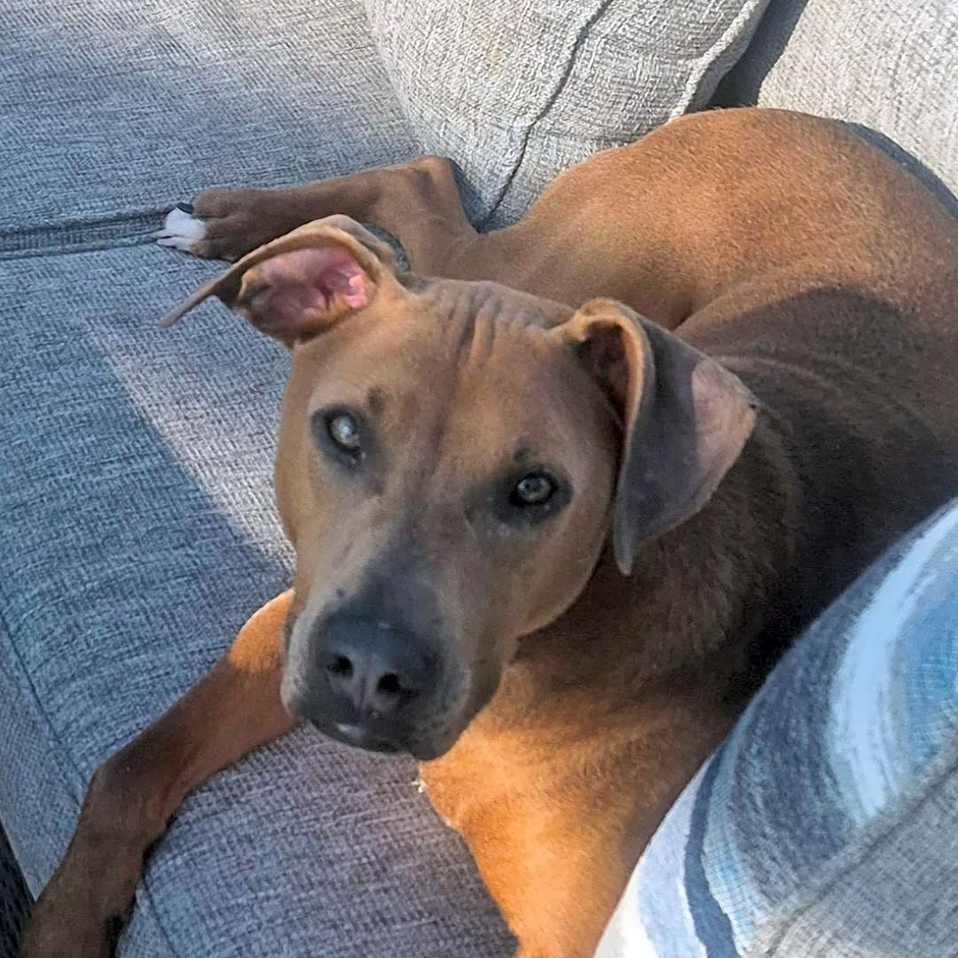 Photo of Cooper