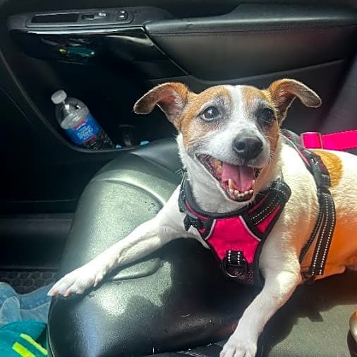 Photo of Missy