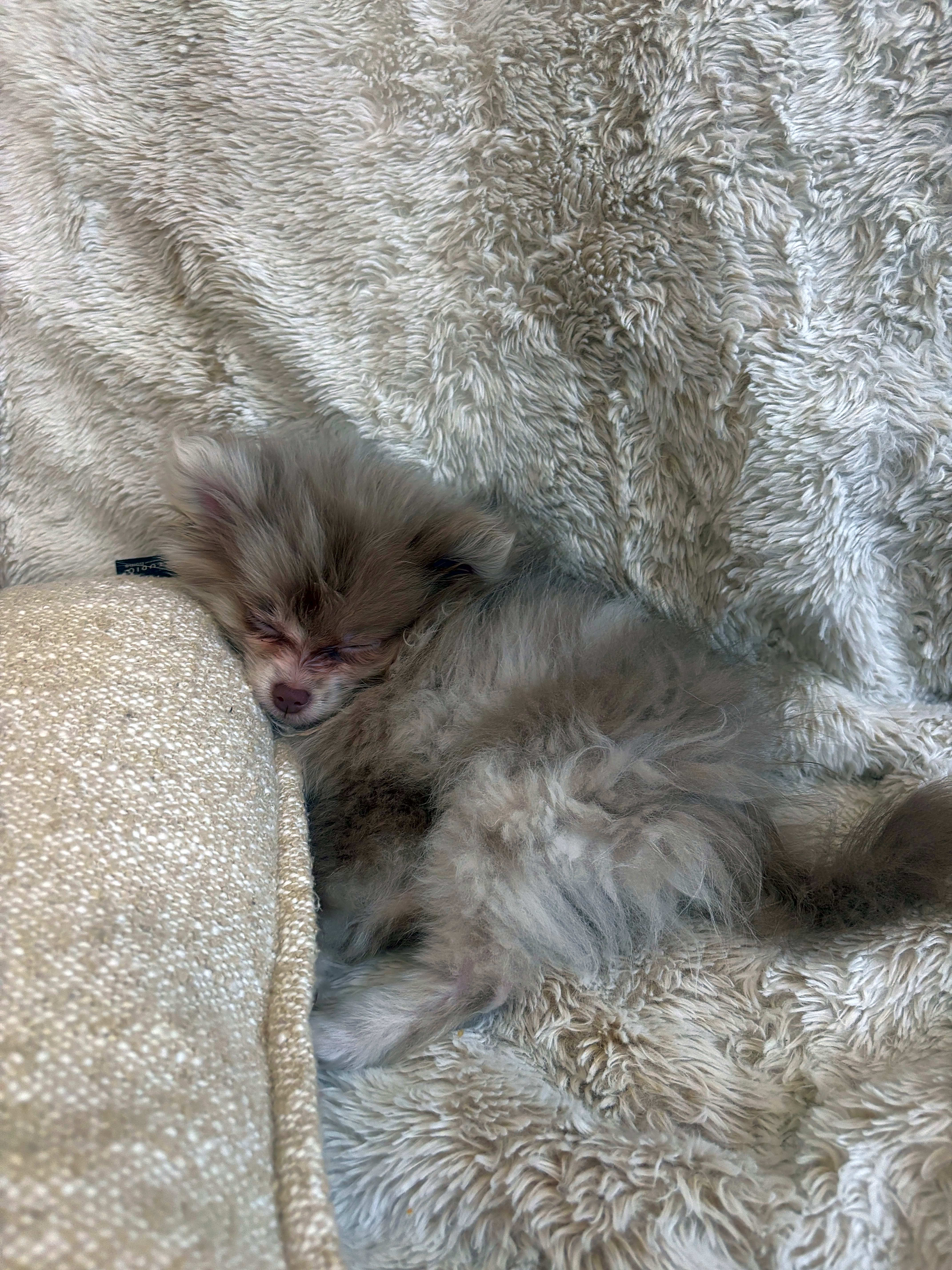 Photo of Chanel