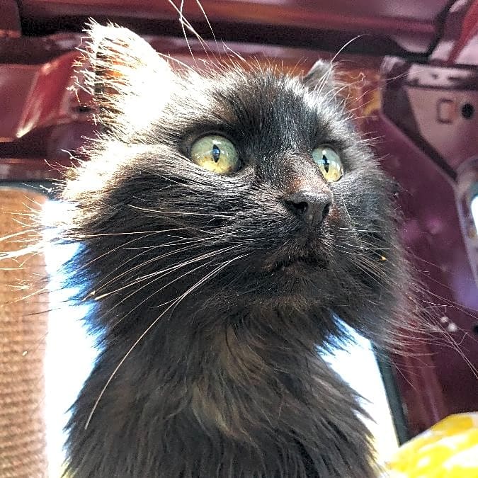 Photo of Lu