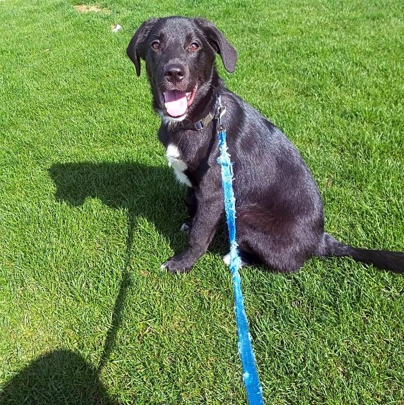 Photo of Chevy