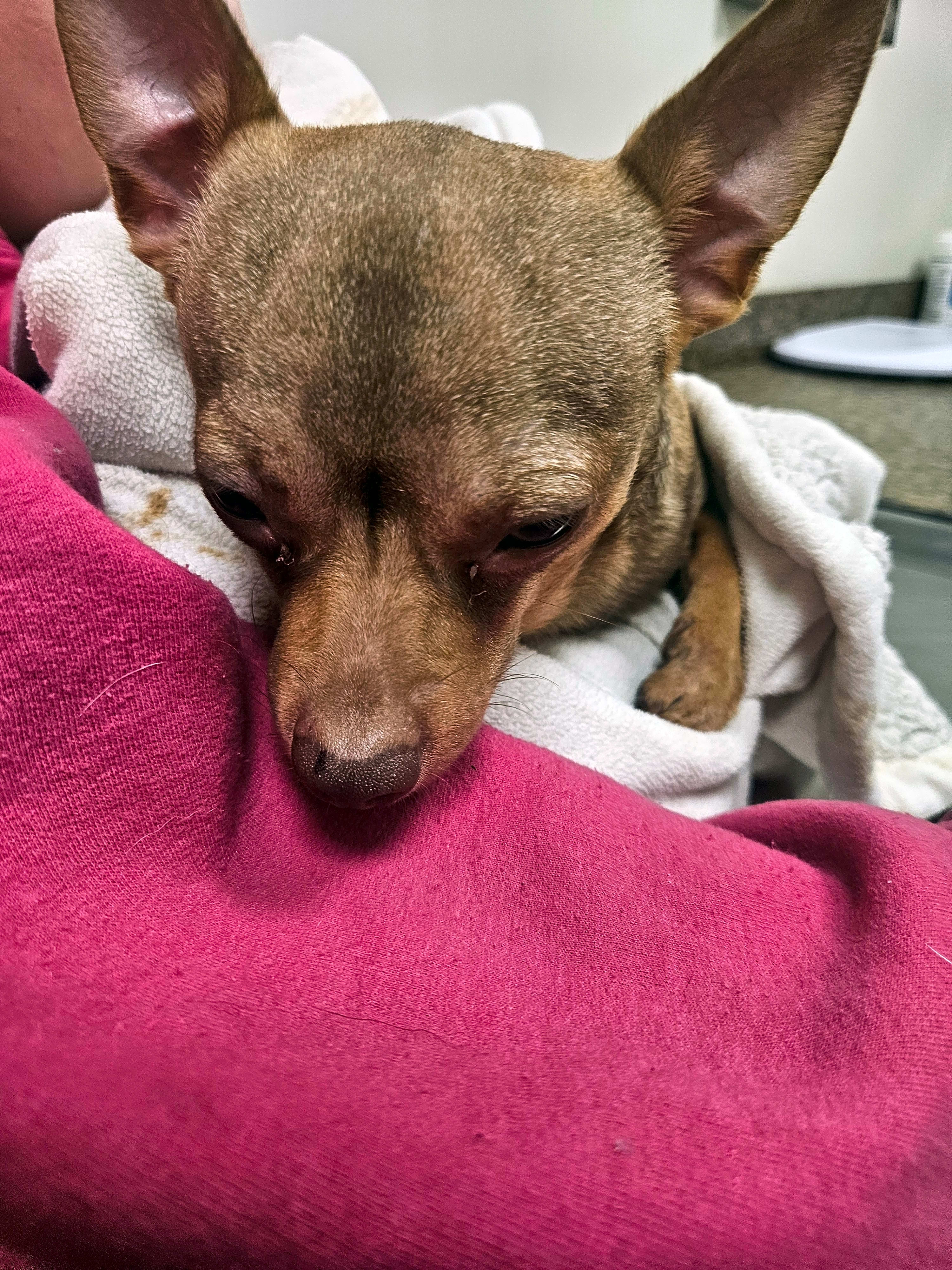 Photo of Dexter