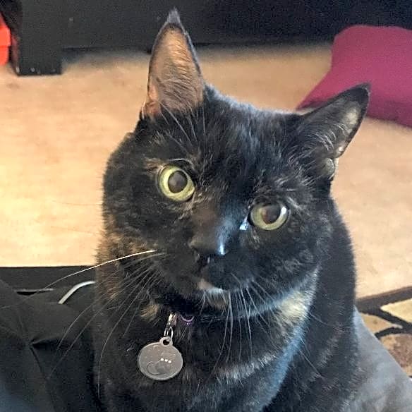 Photo of Nala