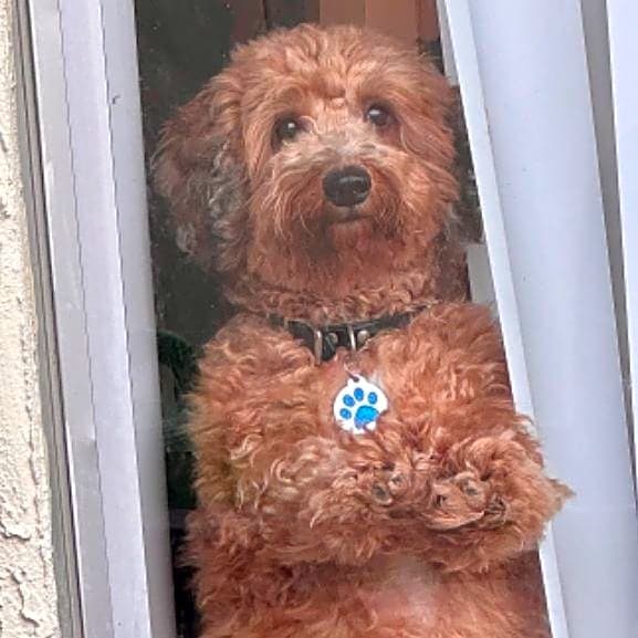 Photo of TeddyBear