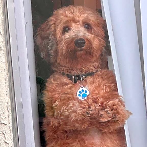 Photo of TeddyBear