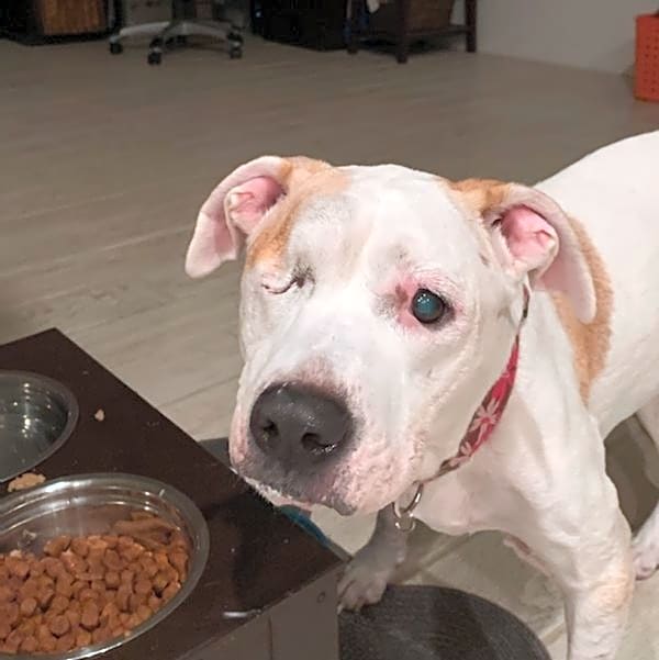 Photo of Bella
