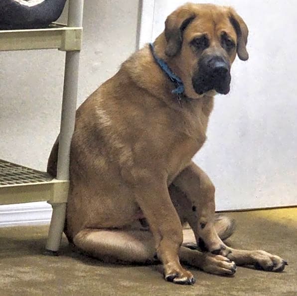 Photo of Gunner
