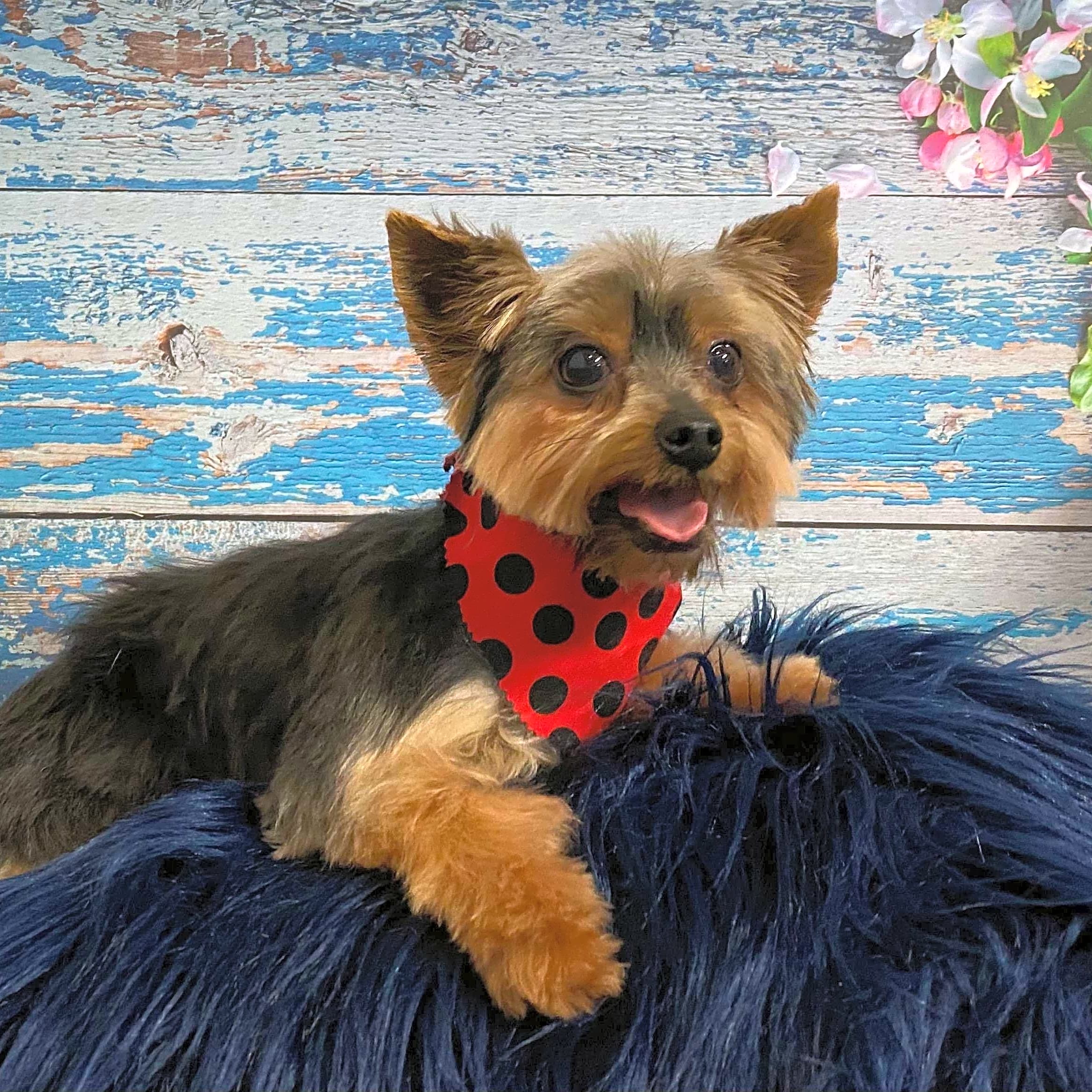 Photo of Mochi