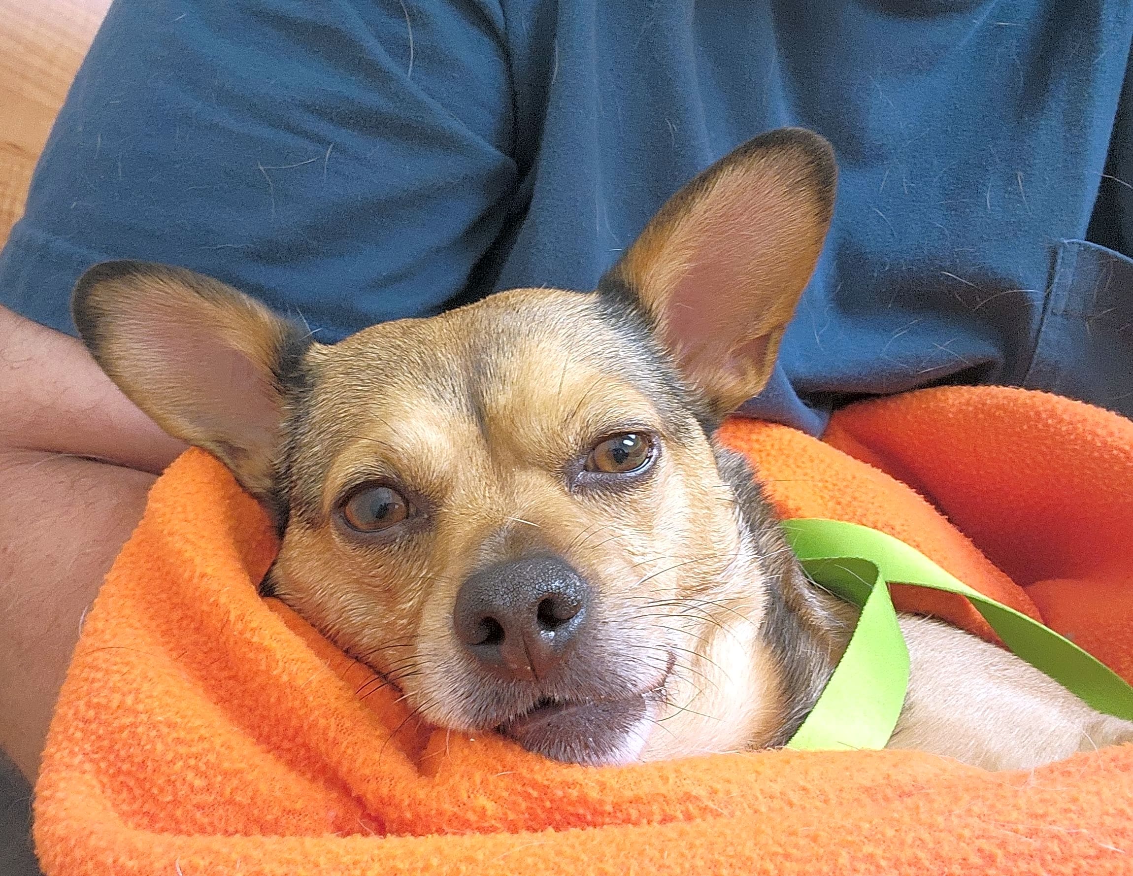 Photo of Tippy
