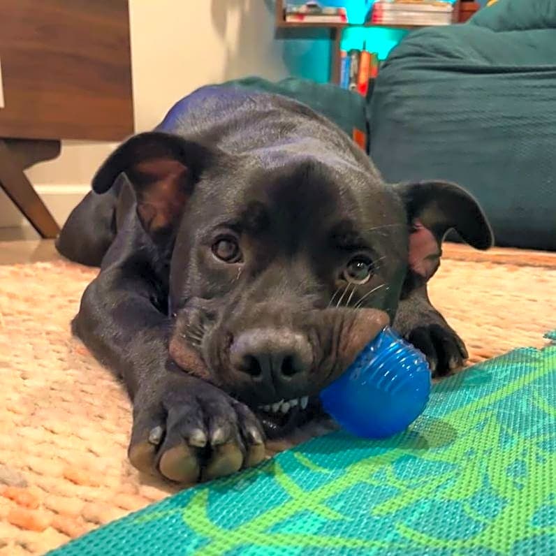 Photo of Otis