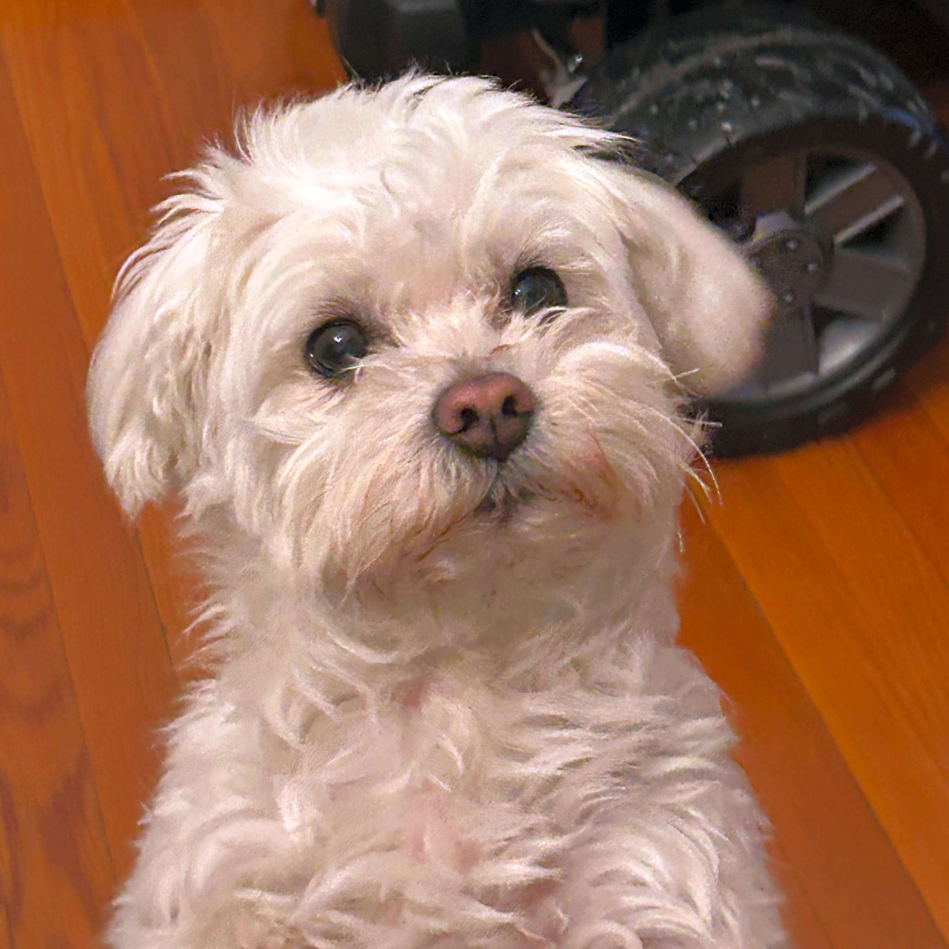 Photo of Milo