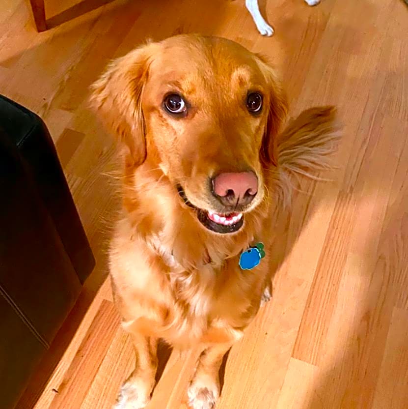Photo of Rosie