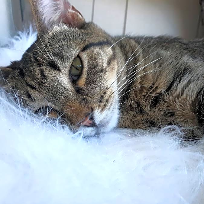 Photo of Archie
