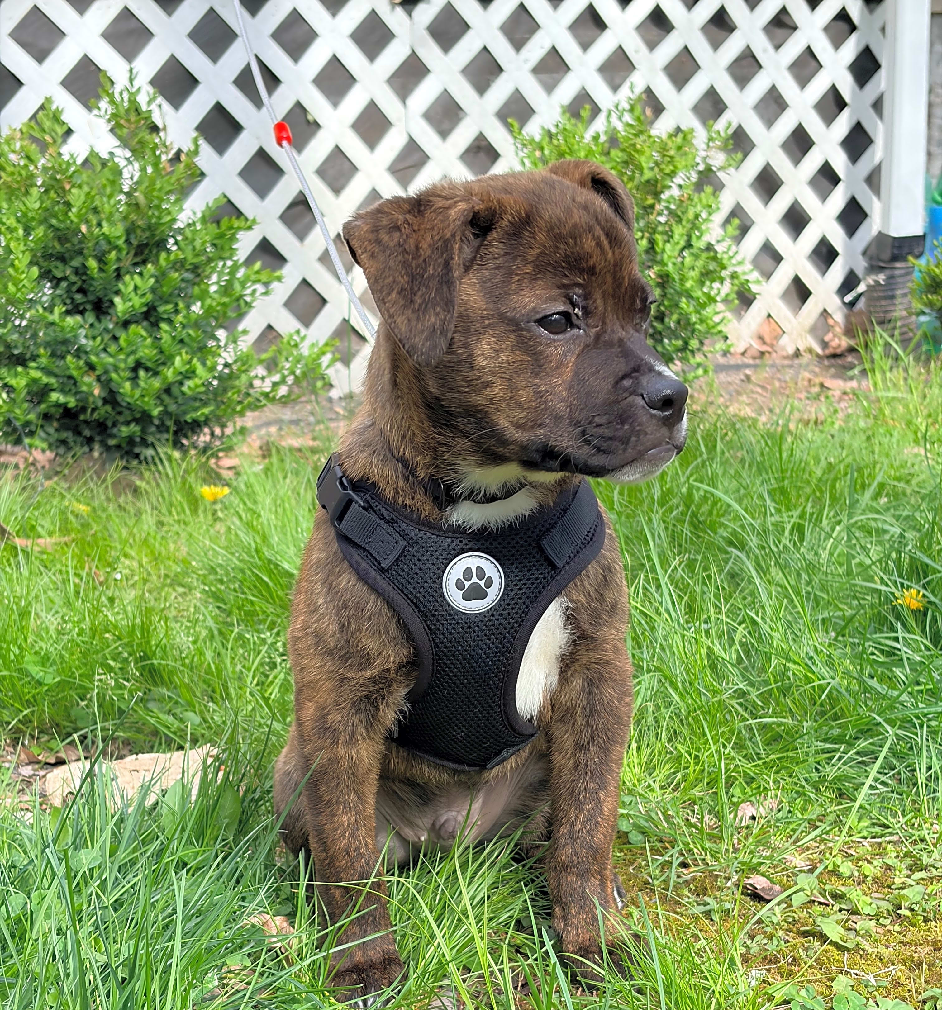 Photo of Bruno