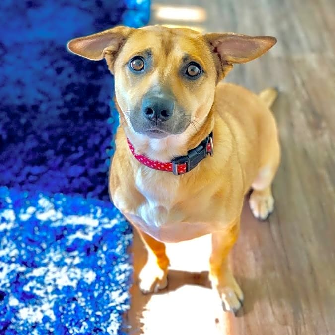 Photo of Bella