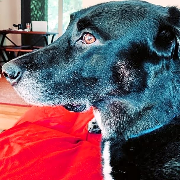 Photo of Tucker