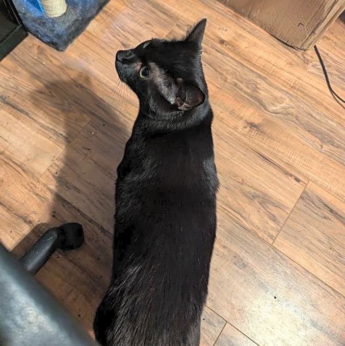 Photo of Gremlin