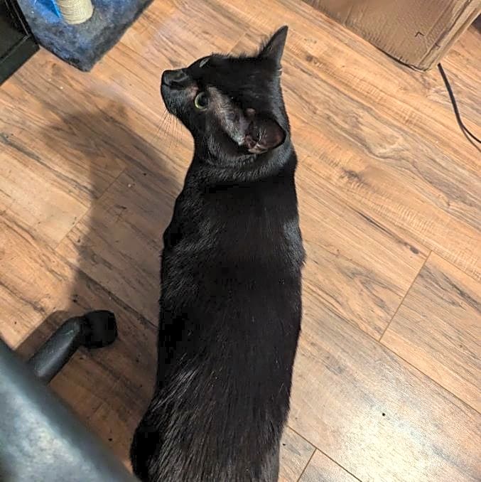 Photo of Gremlin