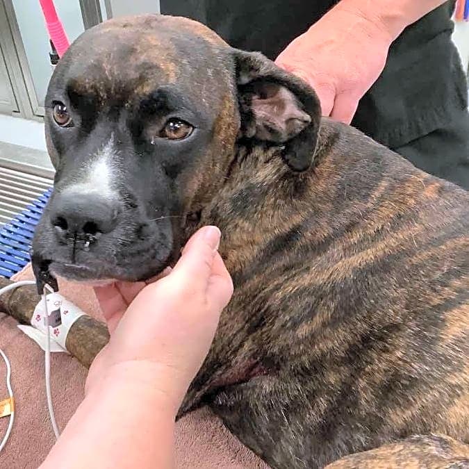 Photo of Stray Boxer