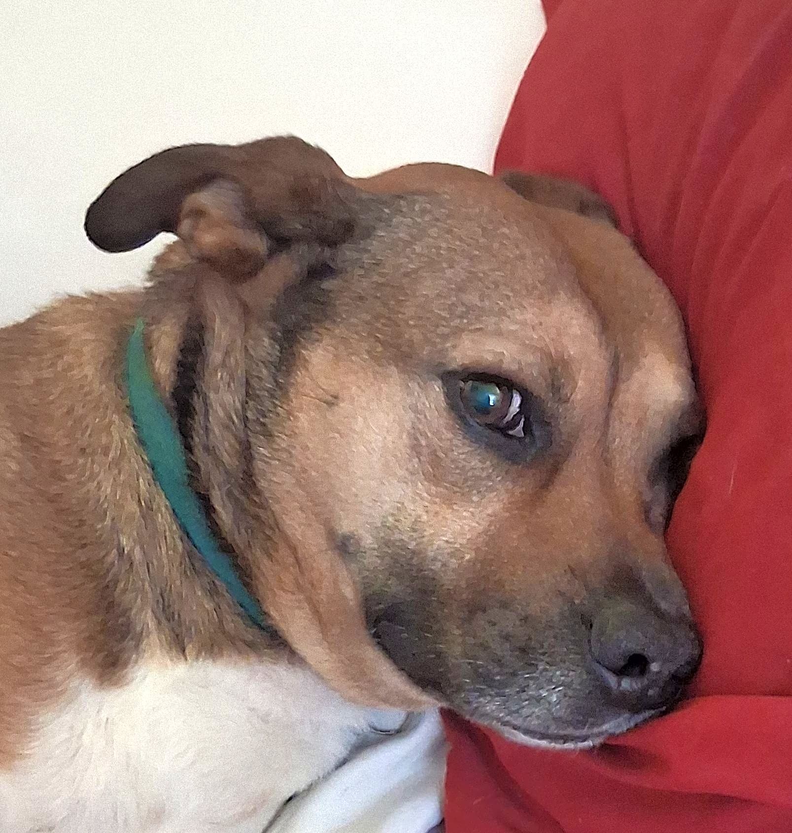 Photo of Brownie