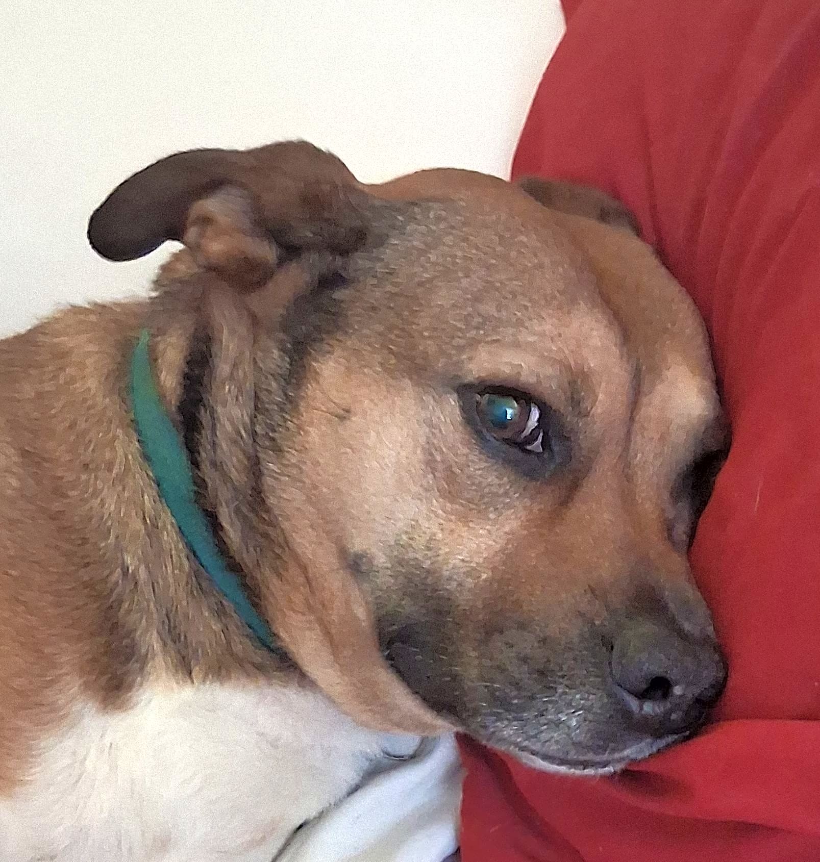 Photo of Brownie