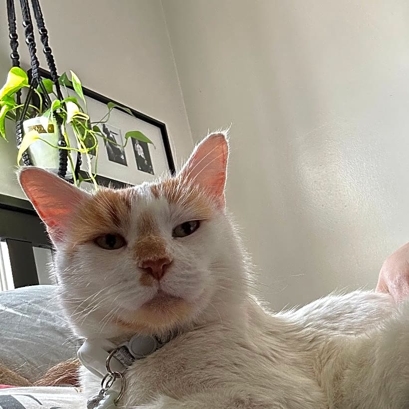 Photo of GRINGO