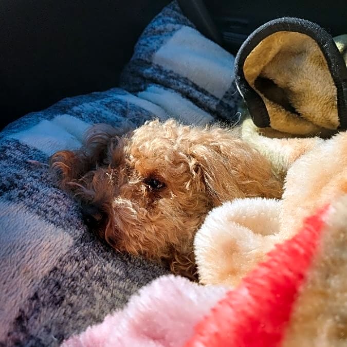 Photo of Teddy