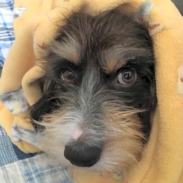 Photo of Benji