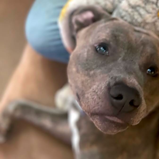 Photo of Brutus