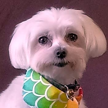 Photo of Snowbell