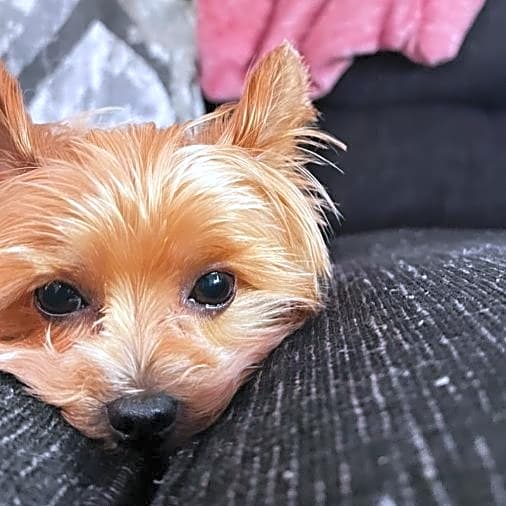 Photo of Bentley