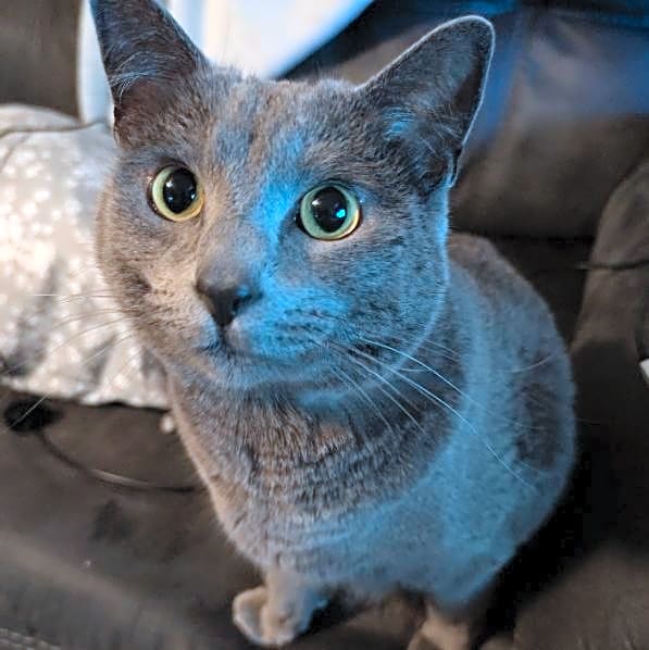 Photo of Boo