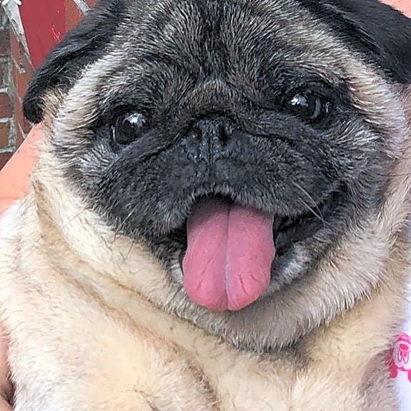 Photo of Pugsley
