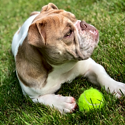 Photo of Atlas