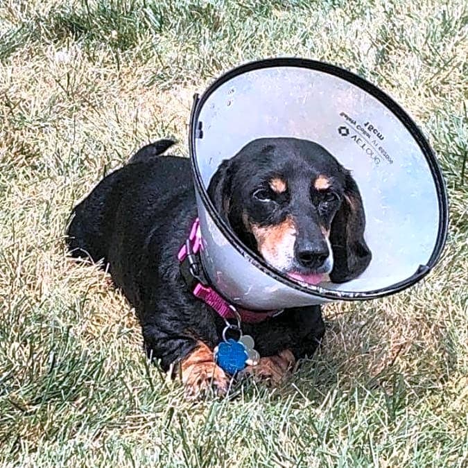 Photo of Tootsie