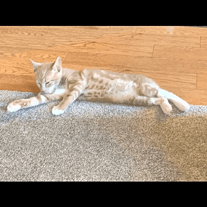 Photo of Cheddar