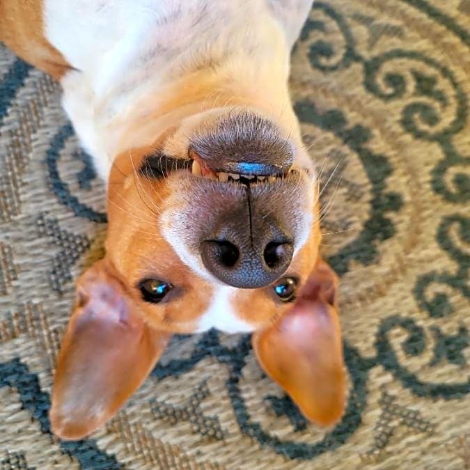 Photo of Kona
