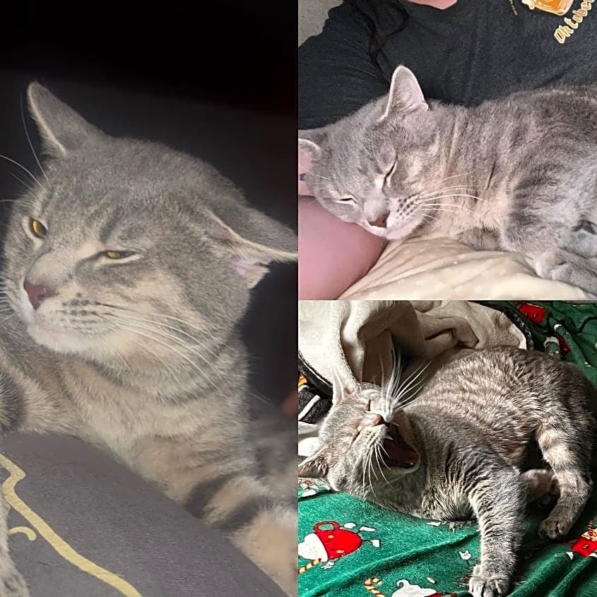 Photo of Casper