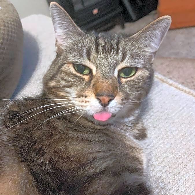 Photo of Dusty