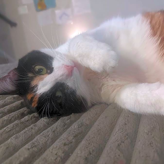 Photo of Allie