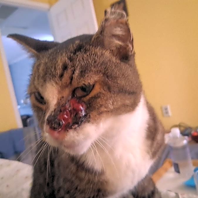Photo of Sprinkles