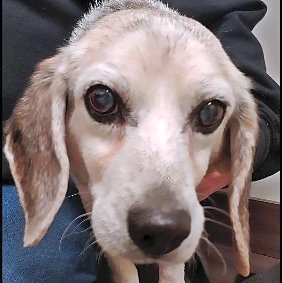 Photo of Petey