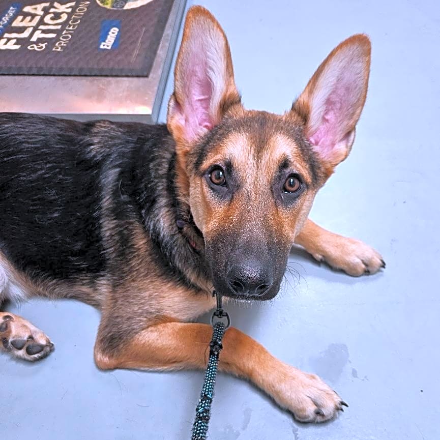 Photo of Gambit