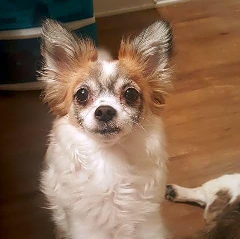 Photo of Junior
