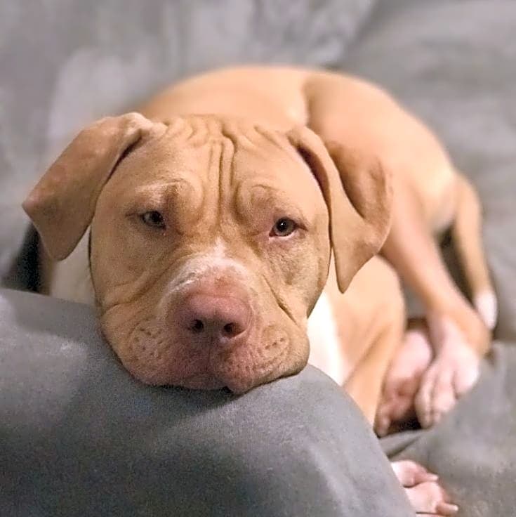 Photo of Loki